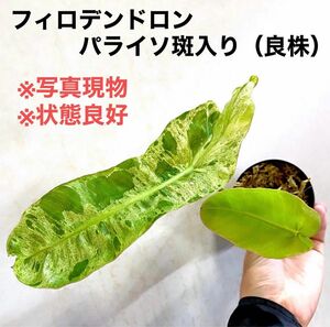 ◆フィロデンドロンパライソヴェルデ斑入り #植物さかな屋　観葉植物