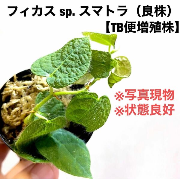 ◆フィカスsp.スマトラ Ficus #植物さかな屋　熱帯植物　TB便