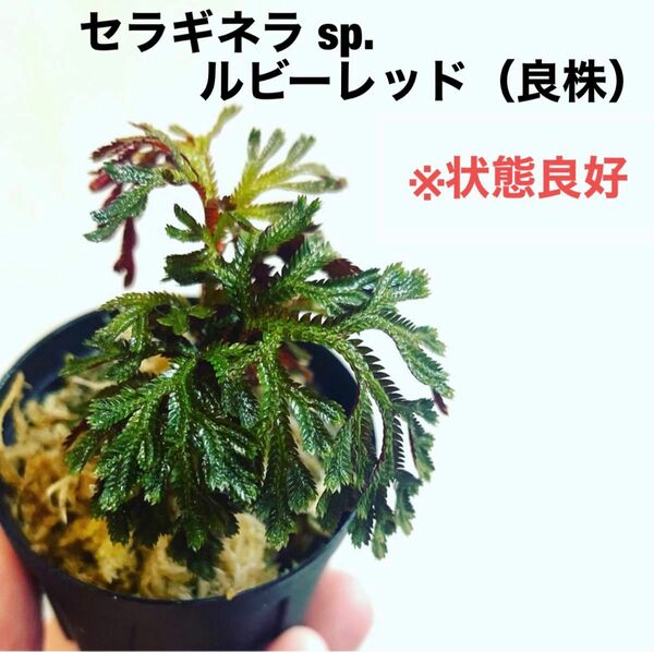 ◆ セラギネラsp.ルビーレッド #植物さかな屋　観葉植物　　パルダリウム