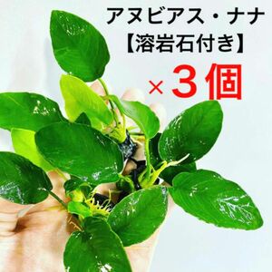 ◆アヌビアス・ナナ溶岩石3個 #アヌビアス溶岩石さかな屋 熱帯魚 水草セット