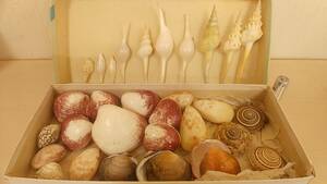 [.. museum * beautiful goods * postage 410 jpy ] large amount exhibition ni shino mi Sakae gold gyo etc. rare . shell . specimen fossil antique collection 