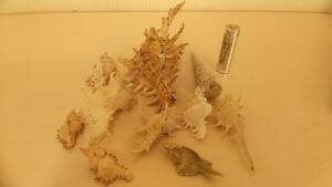 【貝の博物館・美品】大量出品 シカノツノガイ 貝標本 希少 貝 貝殻 化石 アンティーク コレクション