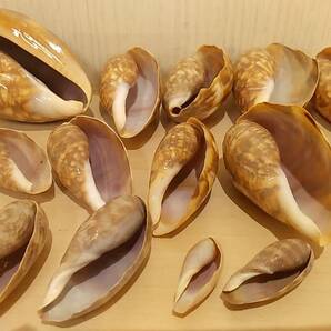 【貝の博物館・美品・送料410円】大量出品 13個セット 大型シカダカラ イモガイ 巻貝 貝殻 貝標本 化石 アンティーク コレクションの画像1