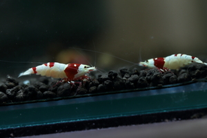 *Red Star Shrimp*GW special immediately bleed set. exhibition shipping day is 30 day limitation 