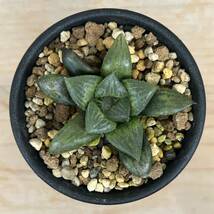 Haworthia ナイルの一滴_画像4