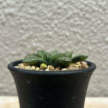 Haworthia ナイルの一滴_画像5