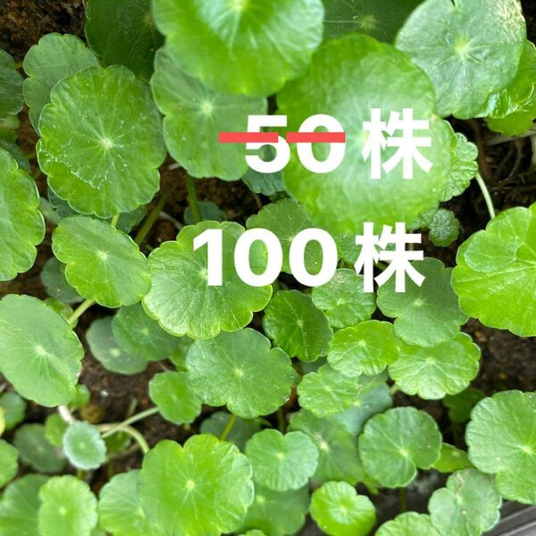 水草　ウォーターマッシュルーム　100本以上　