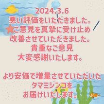 タマミジンコ 50g めだか ベタ 金魚 などの餌に 1日1名限定　高品質、最安値を心がけております。※相場によって料金は変動します　_画像6