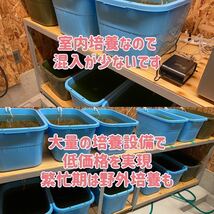 タマミジンコ 50g めだか ベタ 金魚 などの餌に 1日1名限定　高品質、最安値を心がけております。※相場によって料金は変動します_画像4