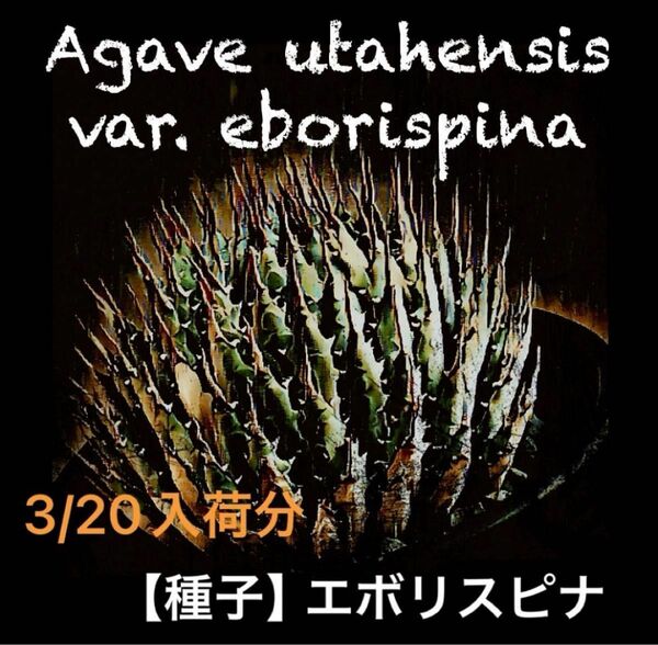 50粒【 種子 】Agave utahensis var. eborispina （アガベ・ユタエンシス・エボリスピナ）
