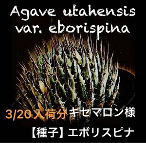 【 種子 】Agave utahensis var. eborispina （アガベ・ユタエンシス・エボリスピナ）