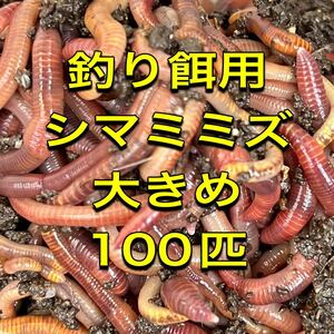 釣り餌用シマミミズ 大きめ 100匹