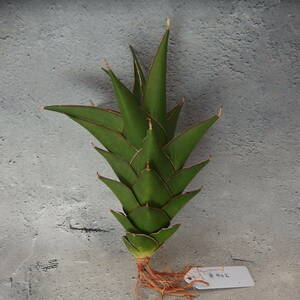 【Tom草ya】Sansevieria 'Tower'/#402/サンスベリア/　