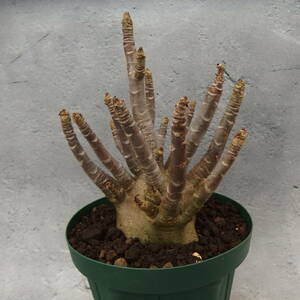 【Tom草ya】Adenium arabicum Super Black/#415/アデニウム/アラビカム