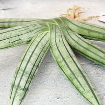 【Tom草ya】Sansevieria 'Fat Man'/#610/サンスベリア　_画像4