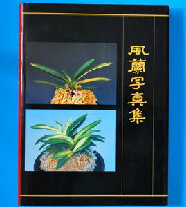 蘭遊園 富貴蘭『風蘭写真集』未使用の新品 長生蘭 春蘭 中国蘭 盆栽 多肉植物