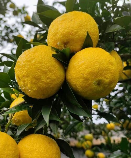 ゆず/柚子　挿し木苗　花芽付き　完全無農薬　アゲハ蝶餌　ポットごと発送