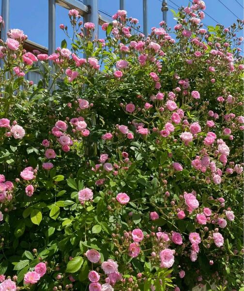 群舞　バラ　苗　桜色の花　トゲナシツルバラ　ネコポス発送