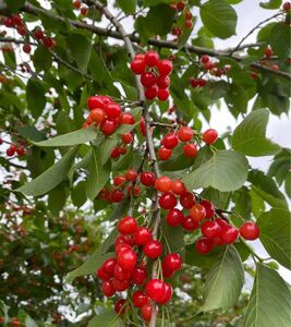 さくらんぼ苗　紅秀峰　2歳実生苗　サクランボ　完全無農薬　果樹　抜き苗ネコポス発送