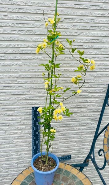 モッコウバラ黄色　八重咲き苗木　開花中　ポットごと支柱なし宅急便発送