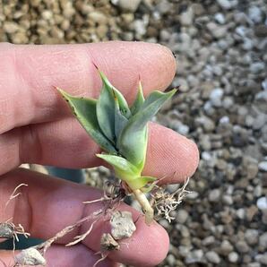 アガベ 一本刺 イシスメンシス 発根済み 子株 ハイブリッド Agave 実生 オテロイ オアハカの画像2