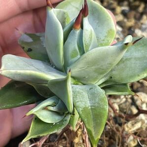 アガベ 一本刺 イシスメンシス 発根済み 子株 ハイブリッド Agave 実生 オテロイ オアハカの画像1