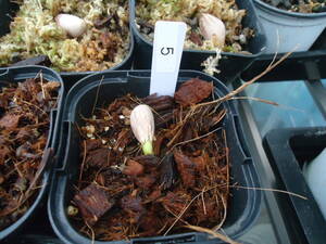 パナマ産 Zamia pseudoparasitica の種子1個 発根済み　ソテツ　ザミア　着生ソテツ　5