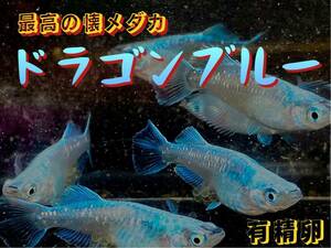 最高の懐メダカ★ドラゴンブルー★フルボディー・セルフィン.サムライ因子★有精卵15粒＋a 高級めだか 改良めだか
