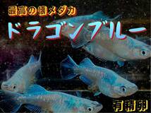 最高の懐メダカ★ドラゴンブルー★フルボディー・セルフィン.サムライ因子★有精卵15粒＋a 高級めだか 改良めだか_画像1