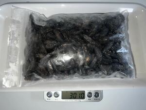 【セール品】冷凍クロコオロギ　サイズ:L(羽なし) 300g 約270匹程 送料無料