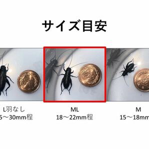 クロコオロギ ML 200匹+α(死着保証) 1.8〜2.2cm程 少々ばらつきありの画像4