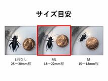 クロコオロギ ML 400匹+α(死着保証) 1.8〜2.2cm程　少々ばらつきあり_画像4