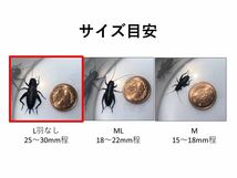 クロコオロギ L(羽なし) 150匹+α(死着保証) 2.5〜3.0cm程　少々ばらつきあり _画像4