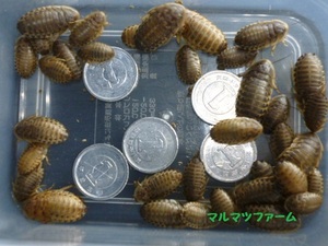 [ maru matsu farm (. insect .)]! limited amount! approximately 0.8.~ approximately 2.5.=1000 pcs.te. Via larva 