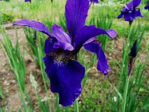 シベリアアヤメ●濃い紫色の花弁●1０芽相当