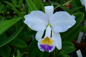 JJ-4 C. trianae coerulea 'AA' ('Karina'-'Carlos Arango' x 'Gordina')　洋蘭 原種 カトレア　(R6.0407-JJ) 