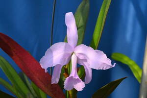 JJ-10 C. lawrenceana x sib. (albescens x concolor 'Diana')洋蘭 原種 カトレア　(R6.0407-JJ) 