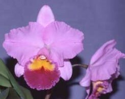 JJ-7 C. Sweet Meringue 'Ayaka' BM/JOGA (OG)　(C. Culminant x C. Irene Finney)洋蘭 交配種 カトレア　(R6.0407-JJ) 