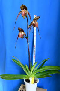 JJ-1 Paph. Johanna Burkhardt　(rothschildianum '2135' x addactum anitum ‘Stone’ SM/TPS)　洋蘭 交配種 パフィオ　(R6.0407-JJ) 