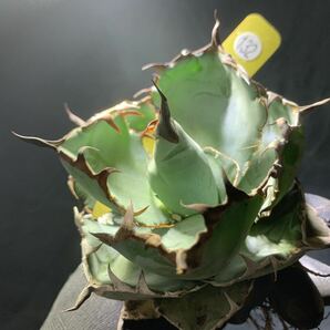 ☆ 錦 川☆Agave titanota BB 強棘 狂刺 特選の画像5