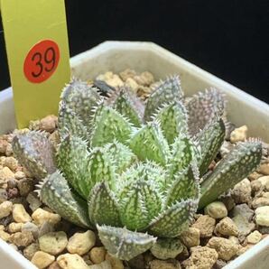 ☆ 錦 川☆39多肉植物 ハオルチア エリマキトカゲ 植物の根系が弱いの画像3