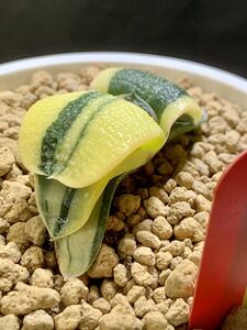 ☆ 錦 川☆105多肉植物 ハオルチア 　臥牛錦 Gasteria 