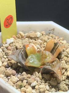 ☆ 錦 川☆ 32多肉植物 ハオルチア アトロフスカ錦 