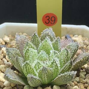 ☆ 錦 川☆39多肉植物 ハオルチア エリマキトカゲ 植物の根系が弱いの画像1