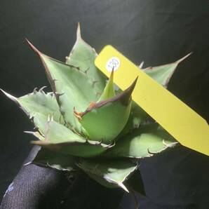 ☆ 錦 川☆130Agave titanota 小島白刺 狂刺 特選 の画像3