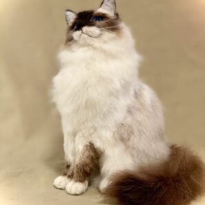 羊毛フェルト 猫 長毛猫 バーマン ハンドメイド の画像7