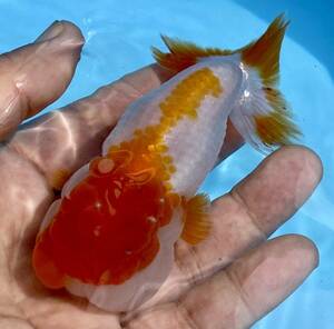 4( Uno group golgfish ) ( three -years old 11.5cm female )( shipping un- possible region equipped explanatory note reference )