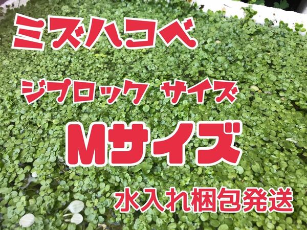 水草　イケノミズハコベ　ハコベ　水入れ梱包　水草育成　メダカの飼育に　5㎝×5㎝サイズ　