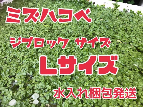 水草　イケノミズハコベ　ハコベ　メダカの飼育に　水草の育成　水入れ梱包発送　Lサイズ　10㎝×10㎝