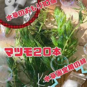 水草３点セット　水草固定用綿　水草のおもり10個　マツモ２０本　メダカの飼育に　水草育成　綿　マツモ　おもり